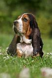 BASSET HOUND 038